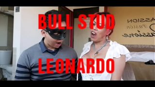 Bull Stud Leonardo