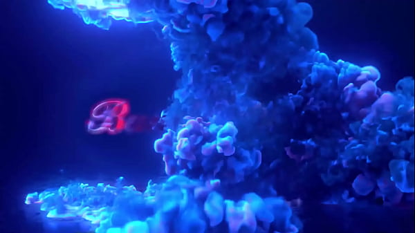 TS Slut Bambi Bliss & TS Foxxy sucking Smash Tafarih BBC In A Orgy!